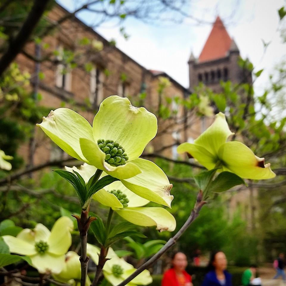 Altgeld